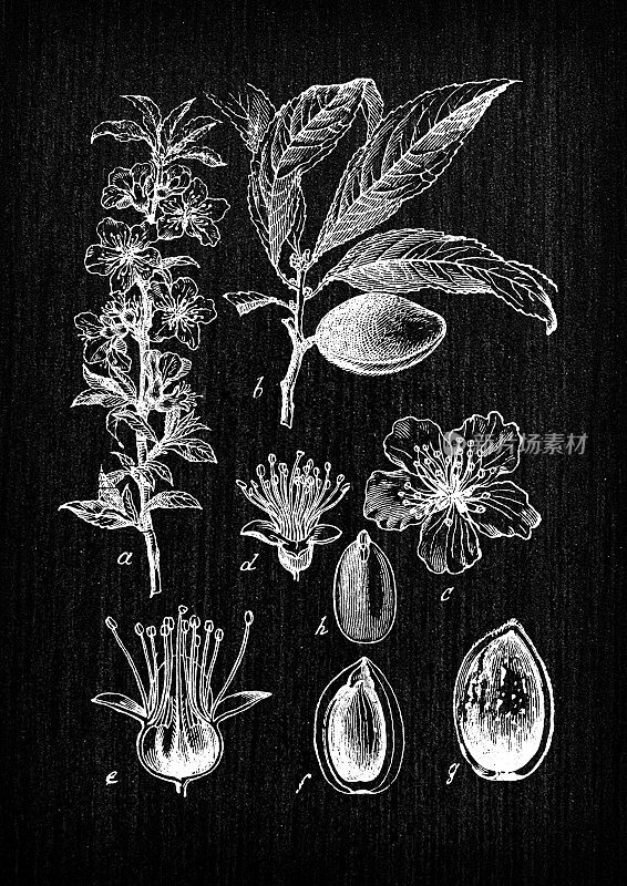 植物学植物仿古雕刻插画:Prunus dulcis, syn. Prunus amygdalus (almond)